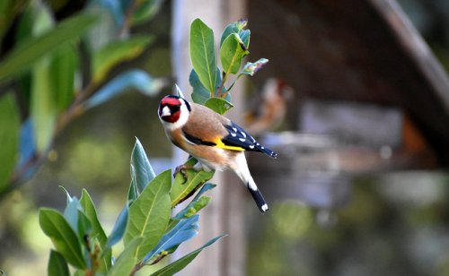 Les 10 oiseaux les plus utiles au jardin