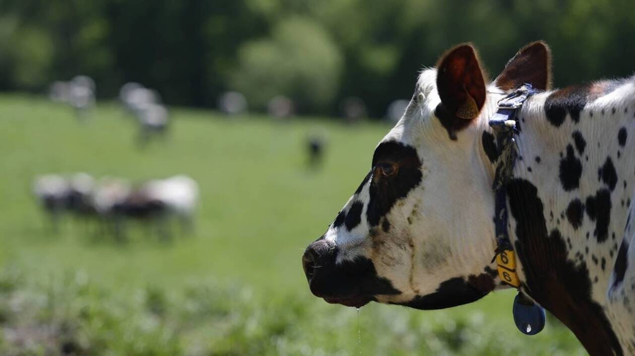 Tuberculose bovine. « 1 300 animaux qui ont été ou vont être abattus » : une mobilisation prévue à Athis-Val-d