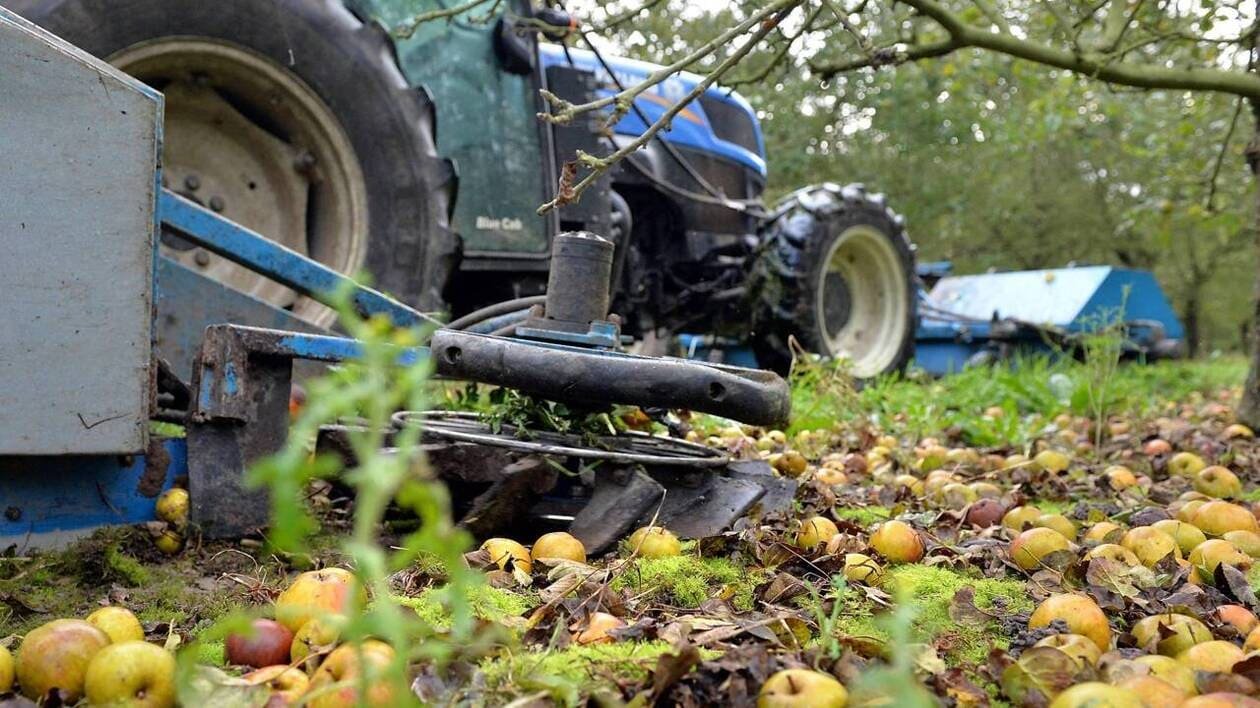 Pommes à cidre : une bonne récolte en Pays de la Loire