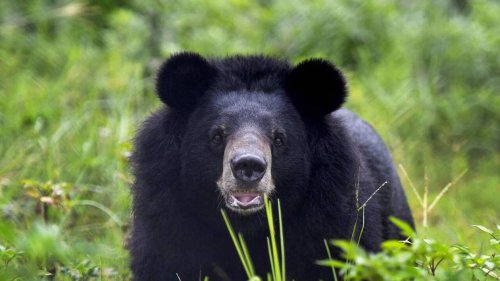 États-Unis. Un ours s’arrête devant une caméra et fait des centaines de selfies dans un parc naturel