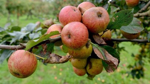 Pomage, une nouvelle exploitation cidricole à découvrir aux portes de Bayeux