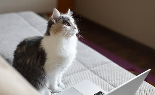 Éducation positive du chat : définition, mise en place