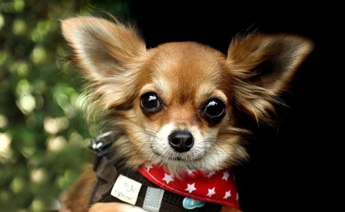 Chihuahua : caractère, éducation, santé, prix | Race de chien