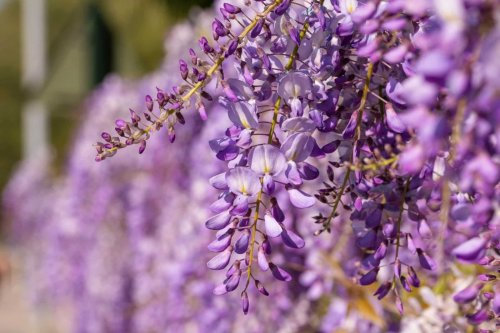 Si votre glycine en pot refuse de fleurir, c'est sûrement à cause de cette erreur que vous faites : voici comment la corriger