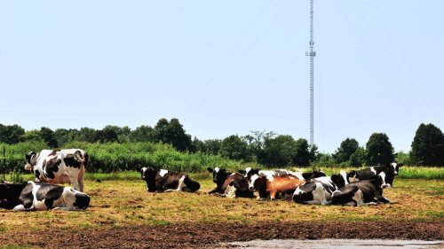 Une antenne 4G « débranchée » sur décision de justice après la mort de dizaines de vaches