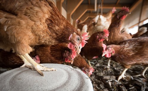 Rats dans le poulailler : comment s'en débarrasser définitivement ?