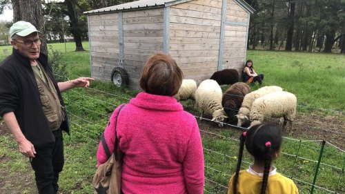 Écopâturage en Pays de la Loire : quand chèvres et moutons rustiques s’invitent en ville et à table