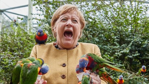 L’histoire derrière les photos d’Angela Merkel effrayée par des loriquets à tête bleue