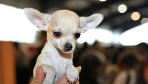Un chihuahua enlevé dans un petit village près de Falaise