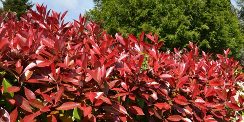Tailler une haie de photinia : quand et comment ? Nos conseils !