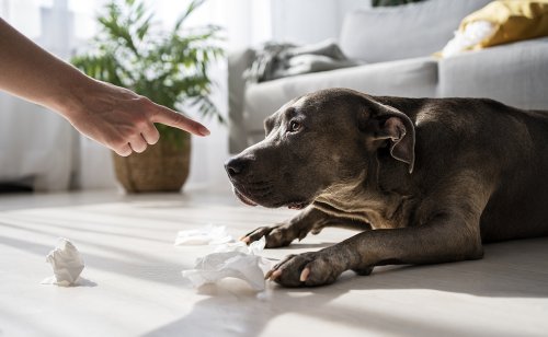 5 choses à faire de plus intelligentes que de gronder son chien !