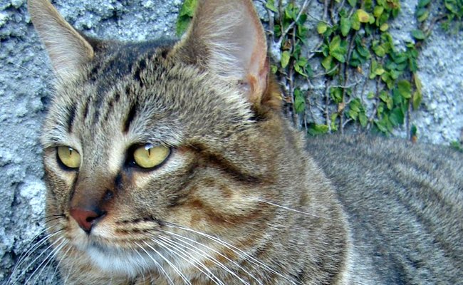 Le Mag du Chat - cover