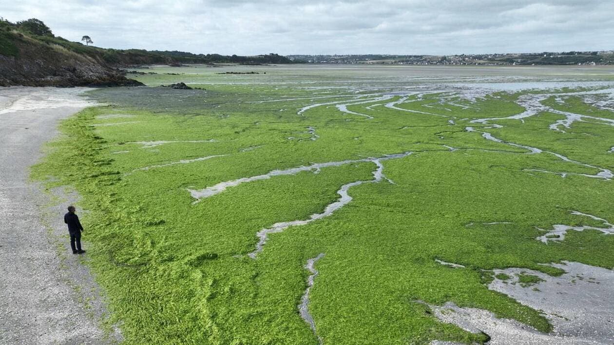 Eau rivières préfère limiter l’agriculture intensive plutôt que valoriser les algues vertes