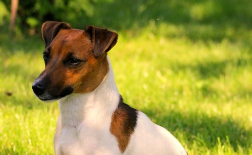 Jack Russell Terrier : caractère, éducation, santé, prix | Race de chien