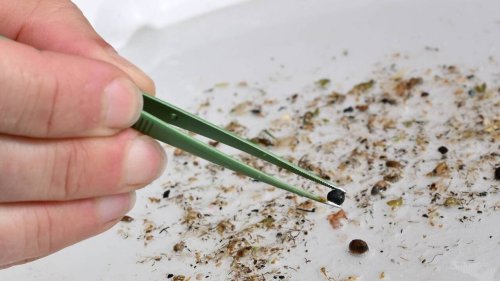 Une étude alerte sur les effets des microplastiques sur le cerveau et les capacités cognitives