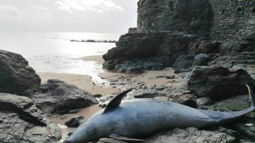 Des députés demandent au gouvernement d’agir pour mettre fin au « massacre des dauphins »