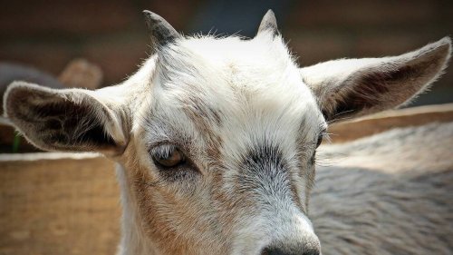La SPA de Rodez lance un appel aux dons pour opérer une chèvre maltraitée