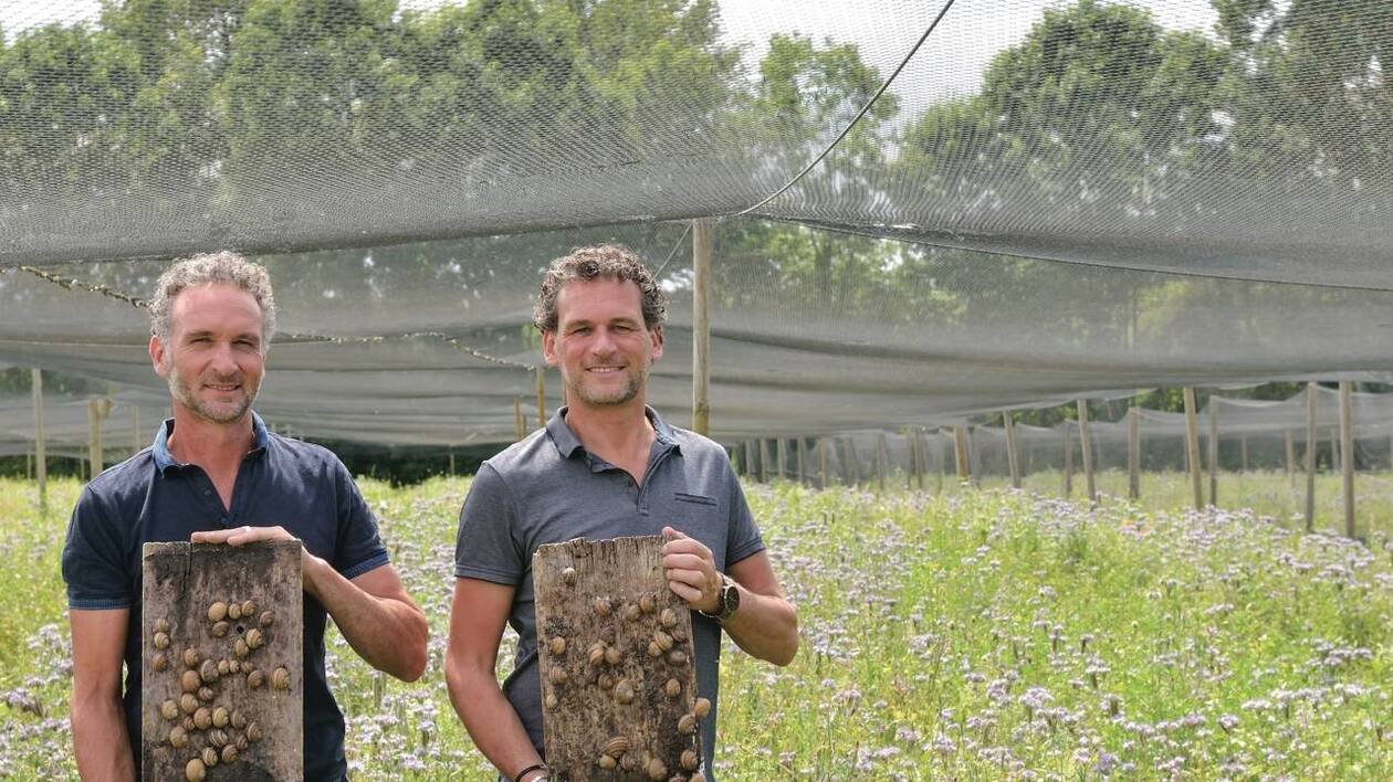 Aux Herbiers, ces deux frères dévoilent les secrets de leur élevage d’escargots