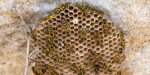 Comment détruire un nid de guêpes en toute sécurité ? 5 conseils à suivre impérativement !