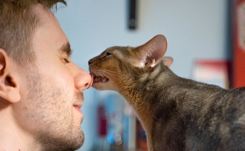 Voici la bonne façon de dire bonjour à son chat !
