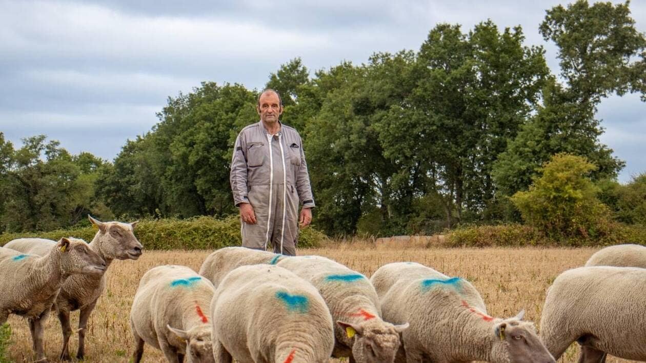 Près de Nozay, vingt-trois moutons ont été volés