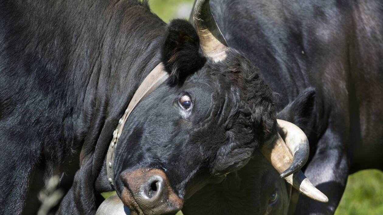 Trois bovins s’échappent d’une foire agricole en Suisse et blessent deux enfants