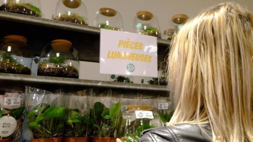 Lorient. Une vente éphémère de plantes vertes à Nayel