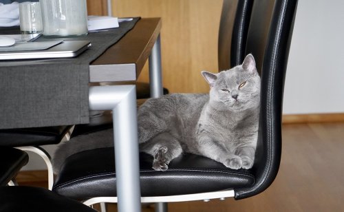 Pourquoi mon chat vient toujours se coucher sur mon siège ?