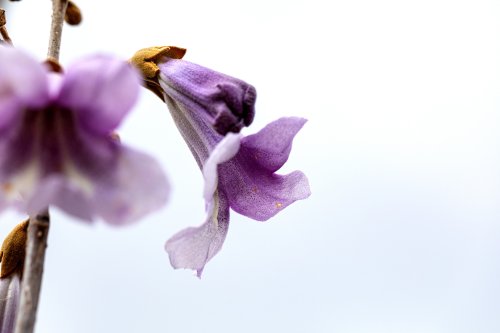 Il pousse plus vite que le bambou et possède des fleurs exceptionnelles : cet arbuste unique transforme les jardins !