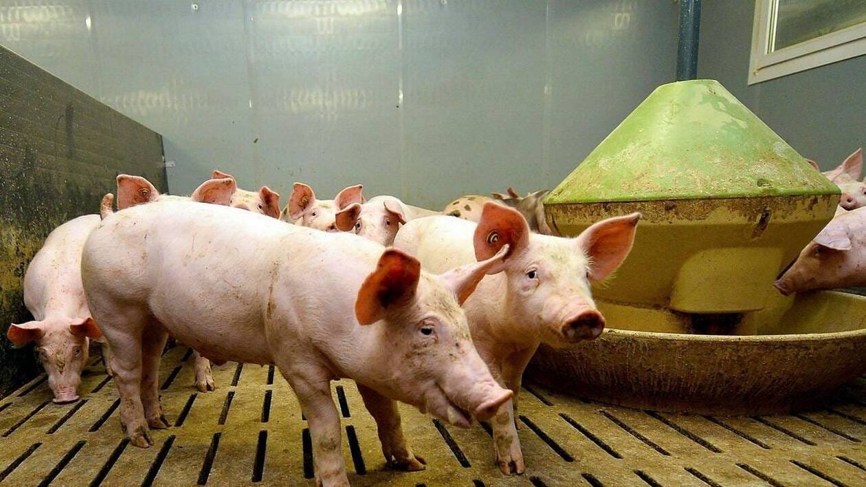 « Des centaines d’exploitations menacées » : deux syndicats alertent à nouveau sur la chute du prix du porc