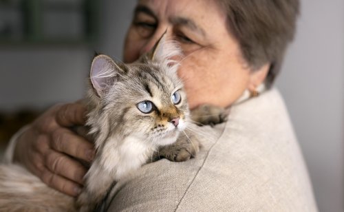 Quel est l'impact des émotions humaines sur les chats ?