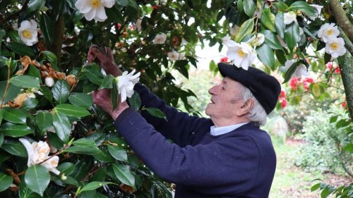 Ce breton possède plus de 800 variétés de camélias dans son jardin, pour la plupart uniques au monde