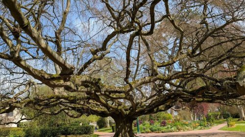 Un documentaire sur les arbres remarquables sera projeté au cinéma Le Méliès de Bayeux