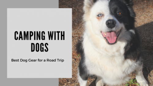 Camping With Dogs - Best Dog Gear For A Road Trip