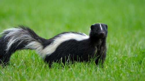 If You Get Sprayed By A Skunk Here's What To Do