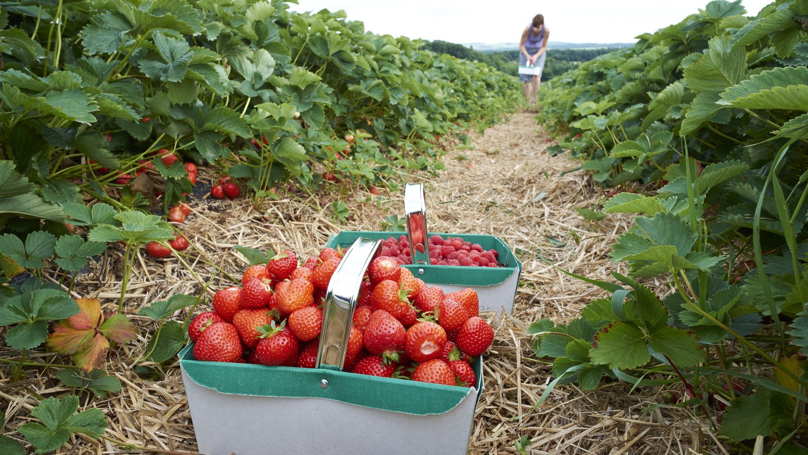 Coffee Grounds Are The Unlikely Secret To Thriving Strawberry Plants