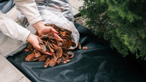 The Few Types Of Outdoor Plants That Will Not Respond Well To Mulch