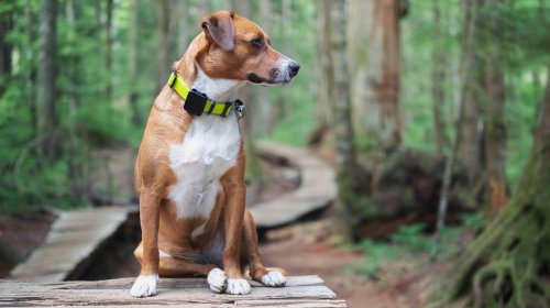 5 National Parks That Actually Allow Dogs On The Hiking Trails