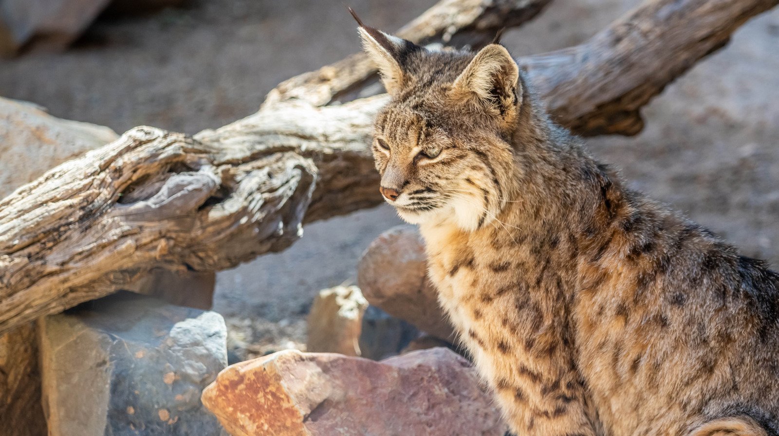 What To Do If You Encounter A Bobcat While Hiking