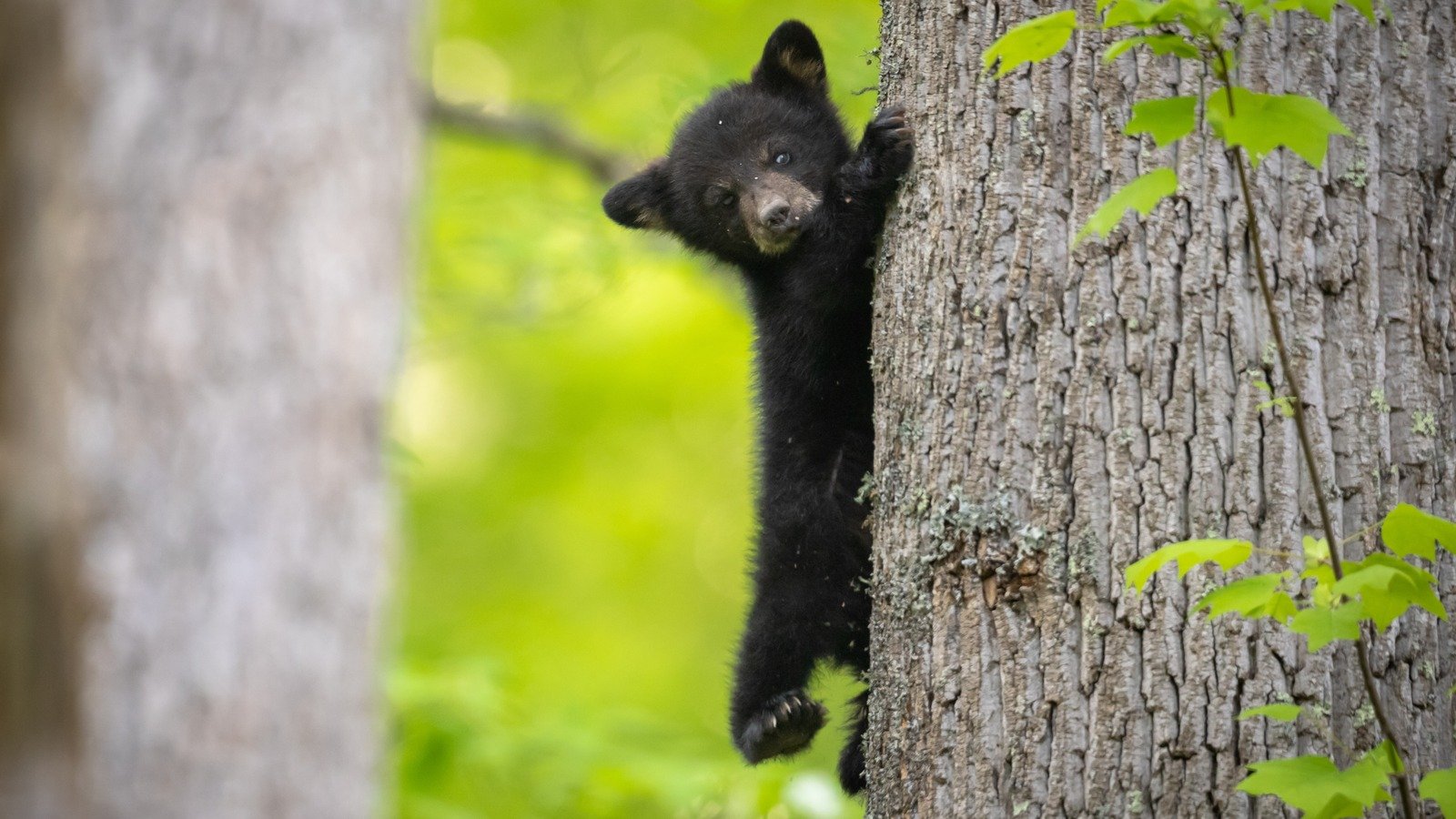 Visit This US National Park For Incredible Views Of Black Bears