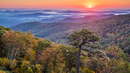 Dangerous Creatures To Beware Of When Adventuring In Shenandoah National Park