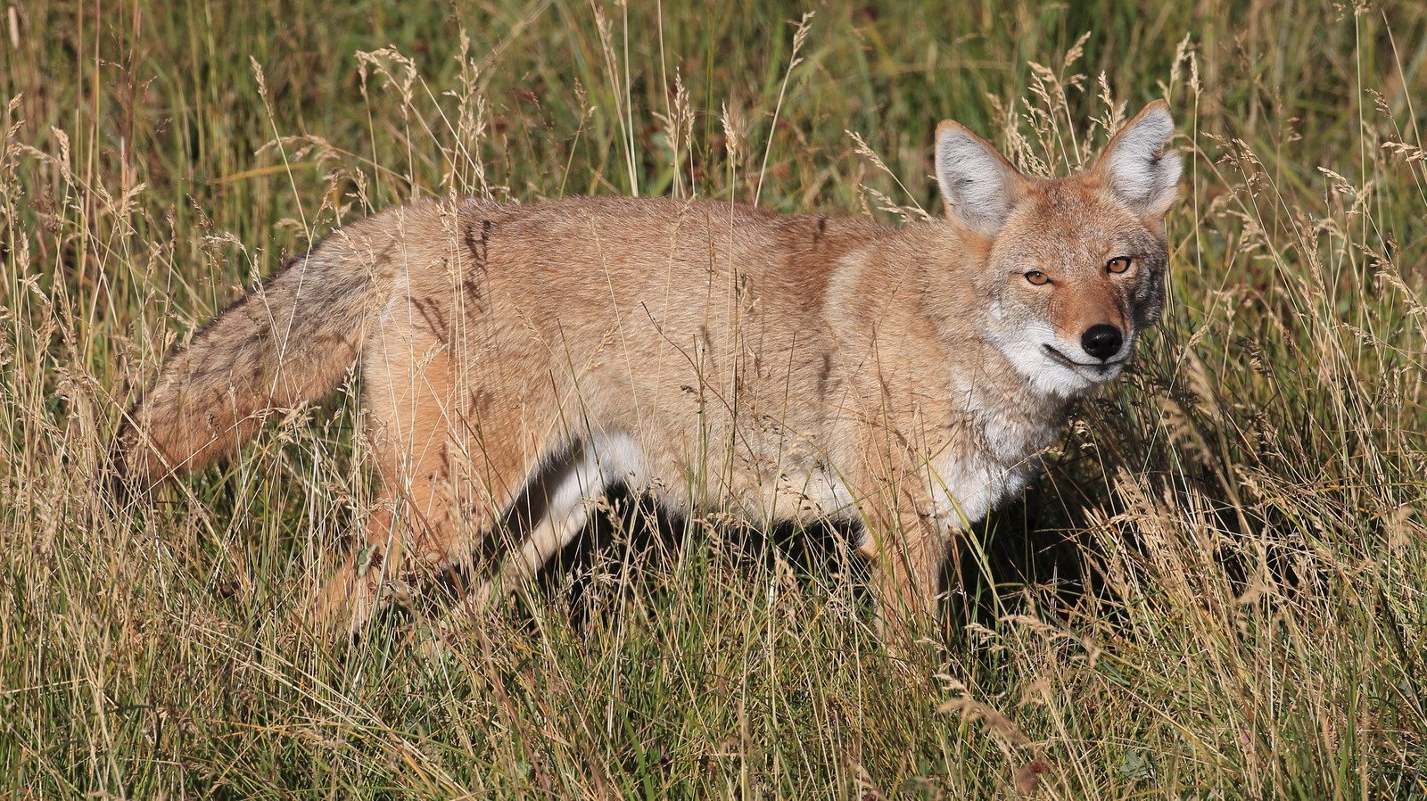 What To Do If You Come Across A Coyote On A Hike