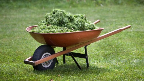Easily Protect Your Seedlings With The Help Of Snipped Grass
