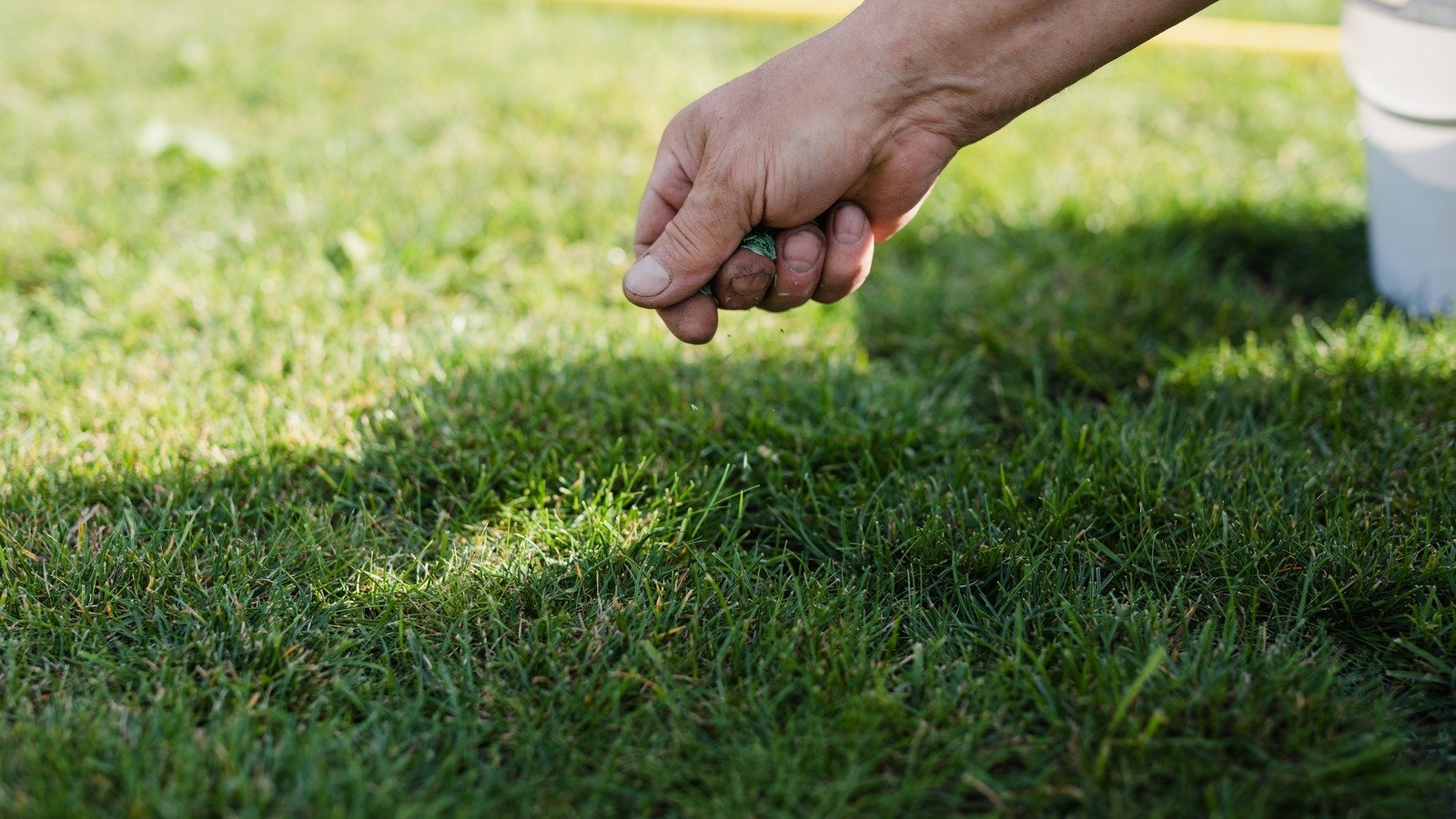 TikTok's Clever Hack Only Requires Seed And Toilet Paper To Fix Up Empty Lawn Patches