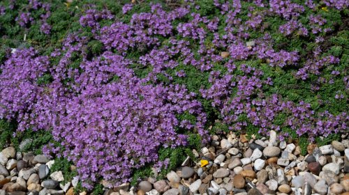5 Ground Covers To Plant If You Hate Mowing The Lawn