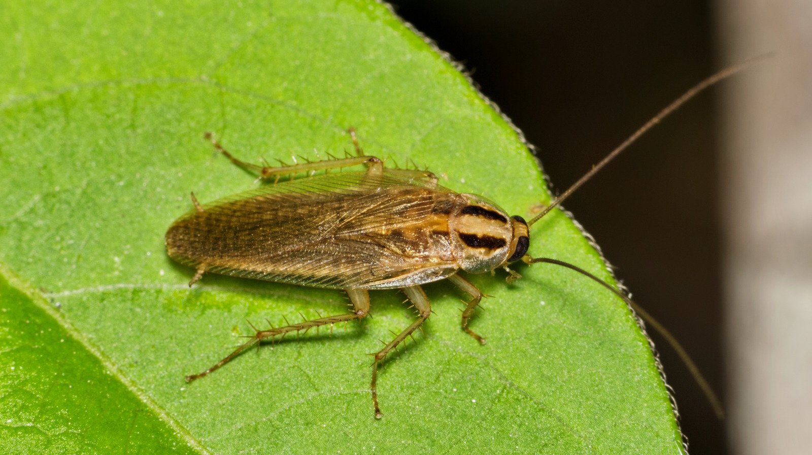 Cockroach-Repelling Plants You'll Regret Not Having In Your Garden