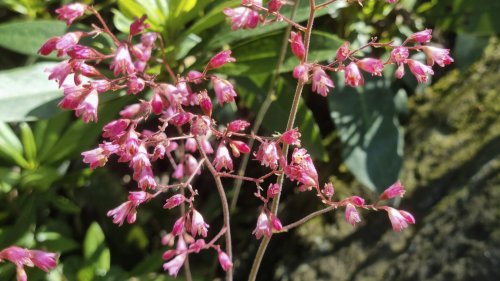 Add Extra Color To Your Shady Garden Beds With This Ground Cover