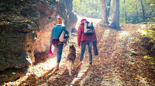 Have A Safe Outdoor Adventure With Your Dog In Bear Country By Following These Tips