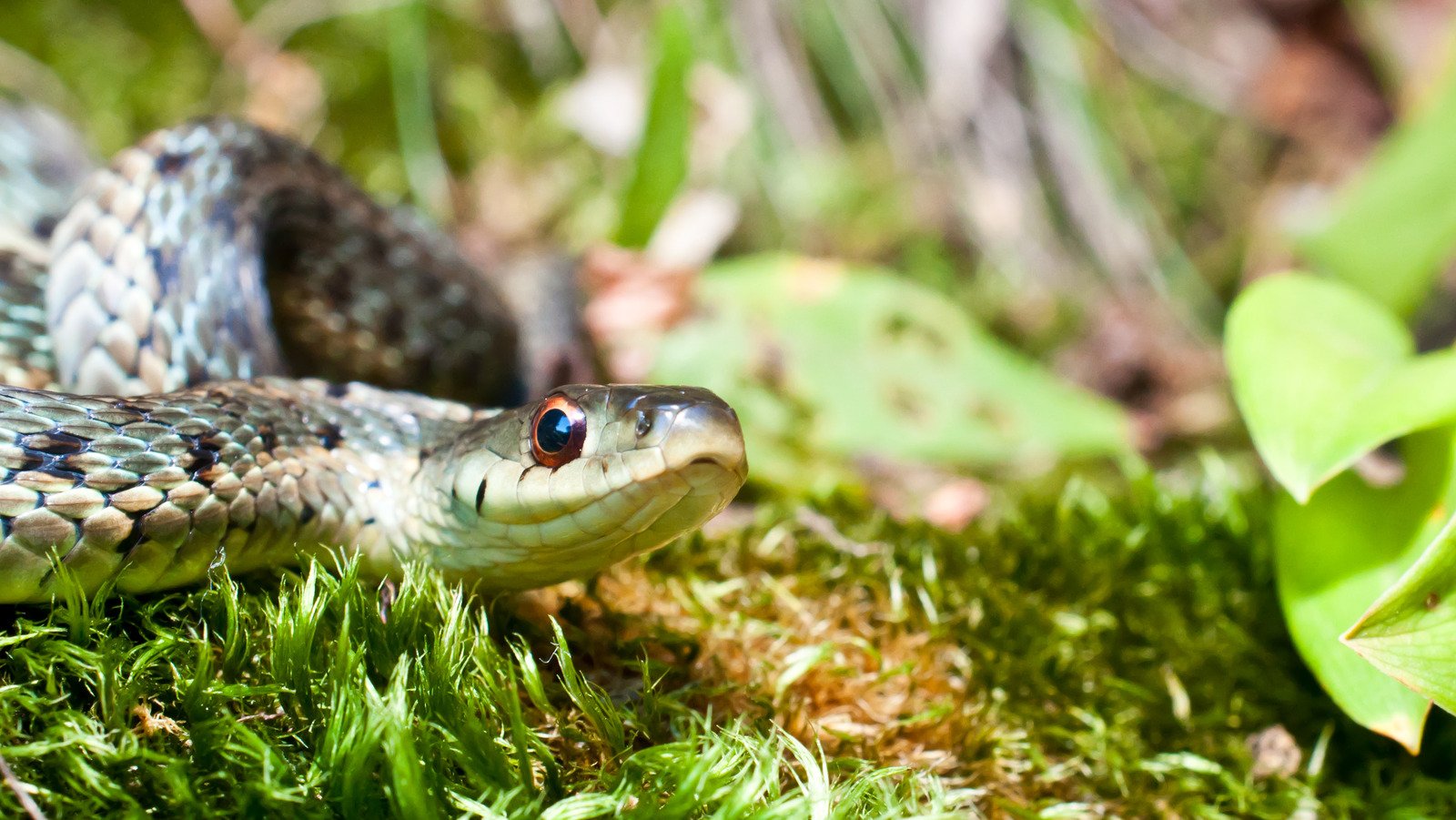 One Common Kitchen Item Is The Secret To Keeping Snakes Out Of Your Garden