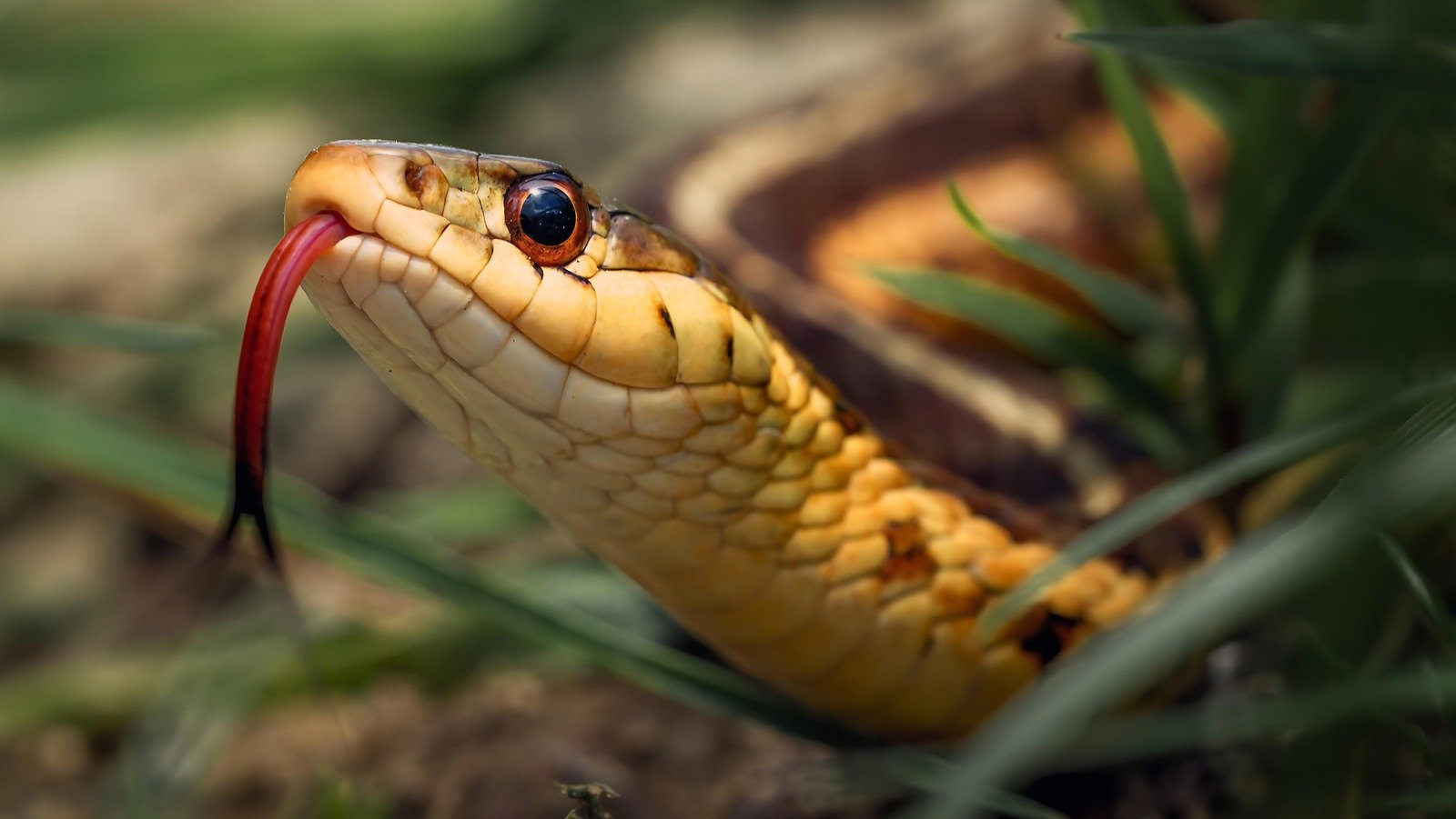 Try These Essential Oil Tricks To Keep Snakes Out Of Your Yard